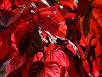 Nature's Colours